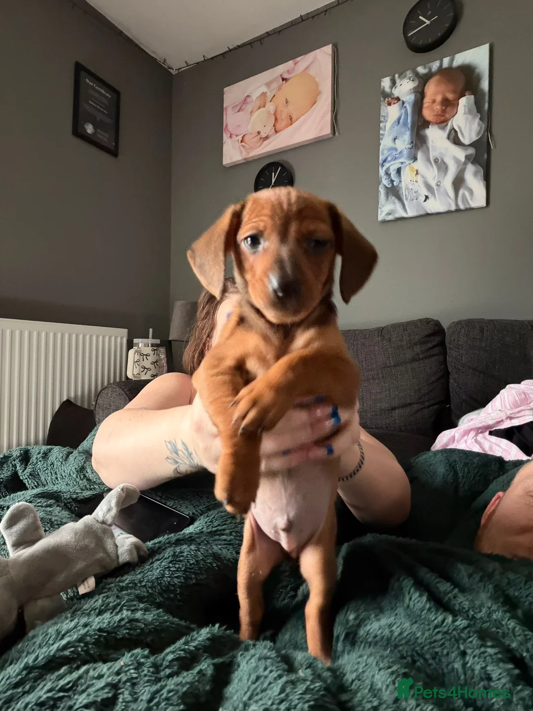 Miniature Dachshund dogs for sale: Mini Dachsund male - Advert 3