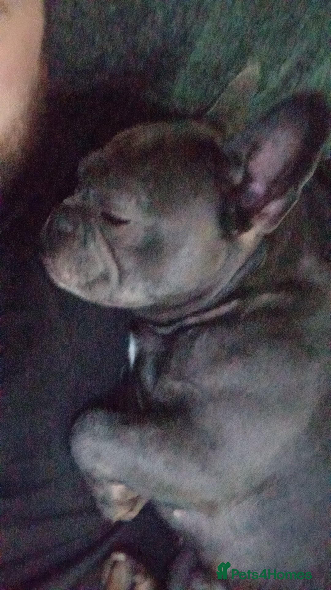 French Bulldog dogs for stud: Teddy 3 year old mini French Bulldog  - Advert 4