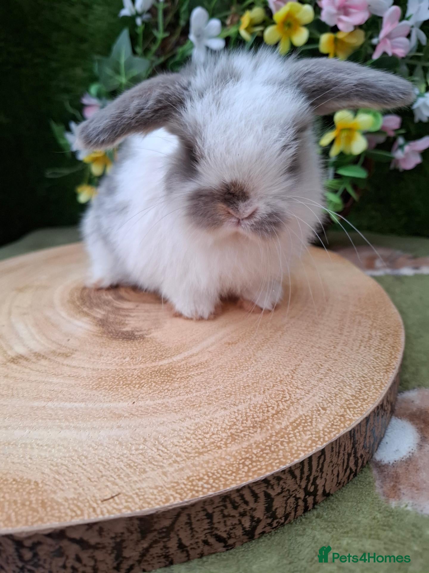 Mini Lop rabbits 4 Gorgeous mini lops for sale - Advert 1