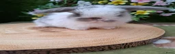 Mini Lop rabbits for sale: 4 Gorgeous mini lops for sale - Advert 1