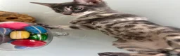 Bengal cats for sale: 3 Beautiful Blue Female TICA Reg Bengal kittens  - Advert 25