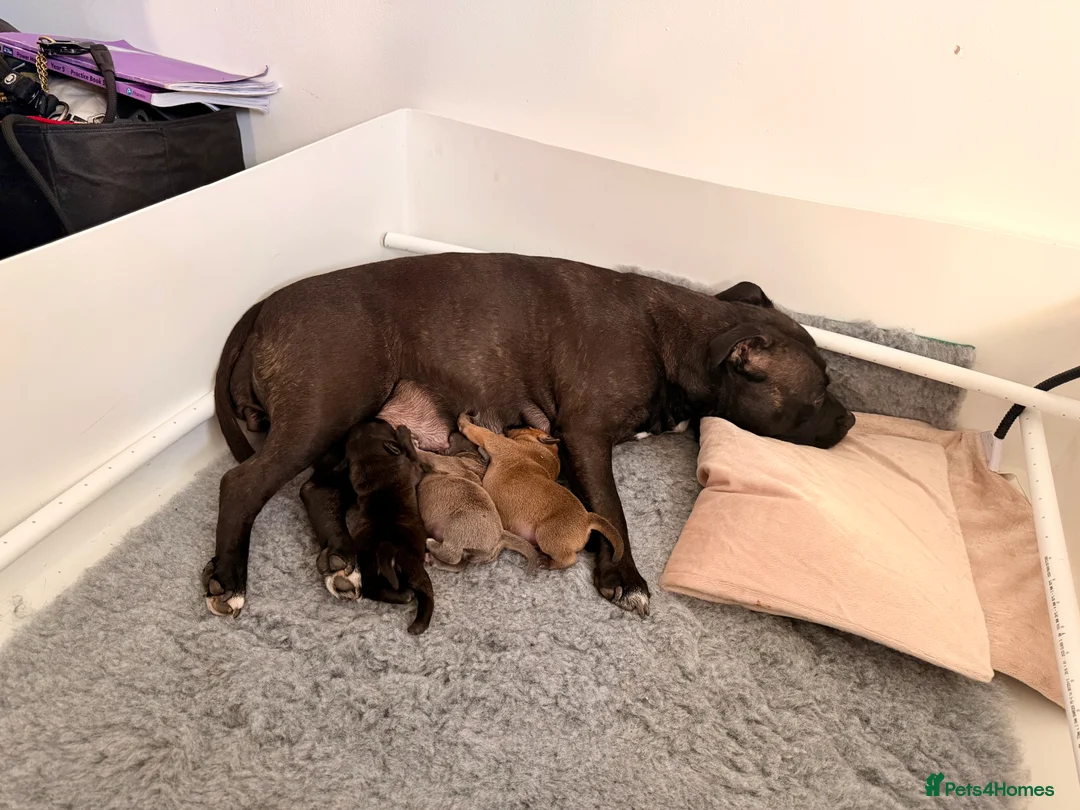 Staffordshire Bull Terrier dogs for sale: One blue brindle bitch available  - Advert 2