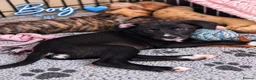 Mixed Breed dogs for sale: Dalmatian × Greyhound/Saluki Puppies - Advert 6