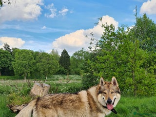 Saarloos Wolfdog dogs in Birmingham - Advert 1