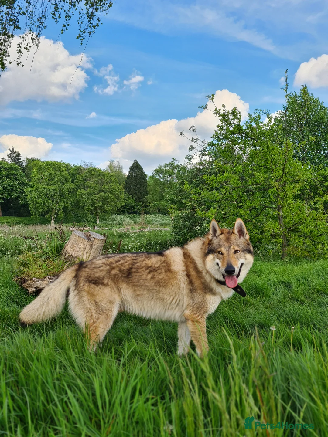 Saarloos Wolfdog dogs for stud: Stud Czechoslovakian wolfdog in Birmingham - Advert 5