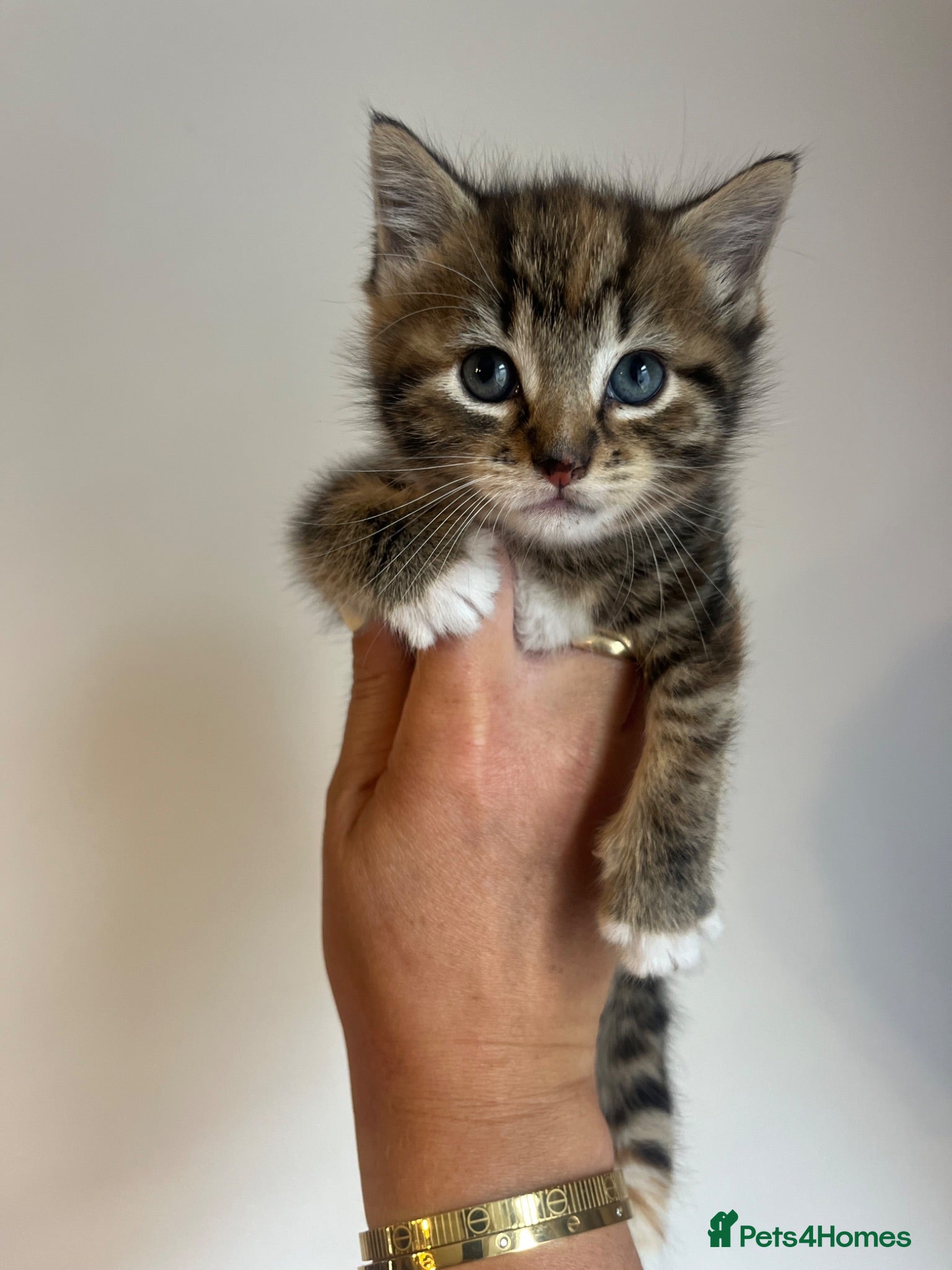 Mixed Breed cats Beautiful kittens ready for new home  - Advert 13