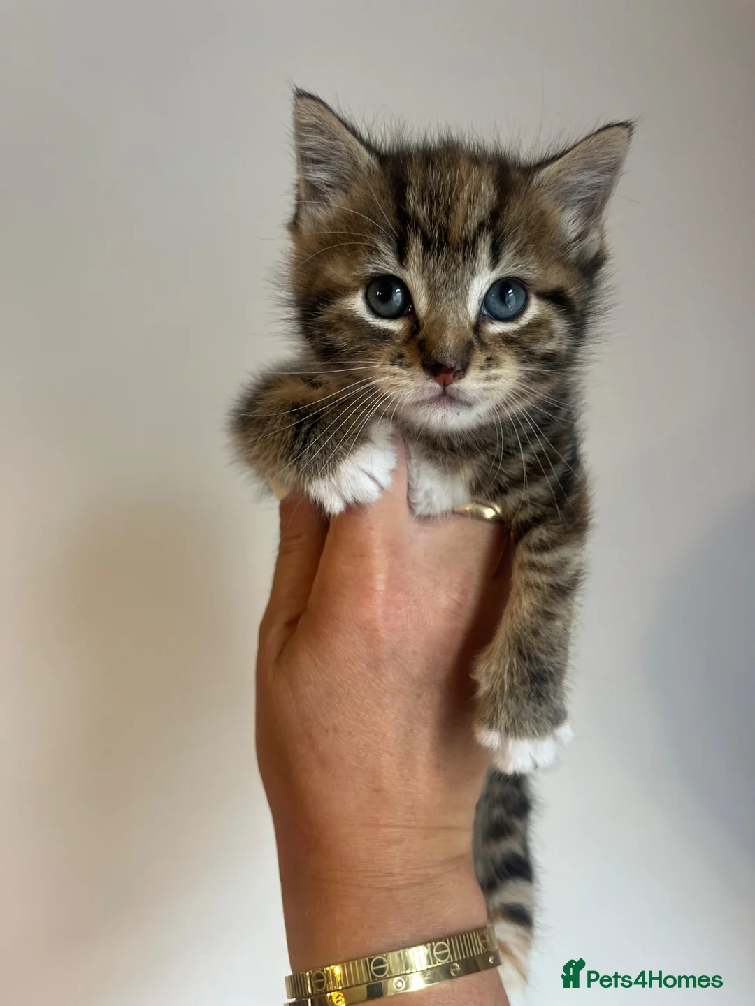 Mixed Breed cats for sale: Beautiful kittens ready for new home  - Advert 1