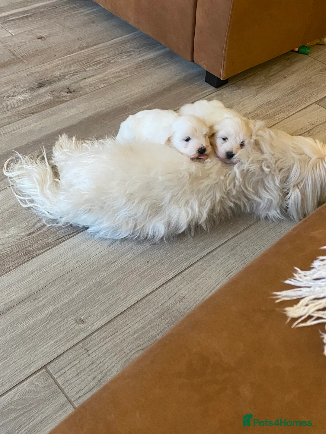 Coton De Tulear dogs for sale: Pure Coton de Tulear puppies  - Advert 7