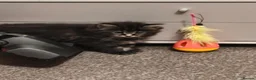 Mixed Breed cats for sale: The boys are ready to love their new parents. - Advert 6