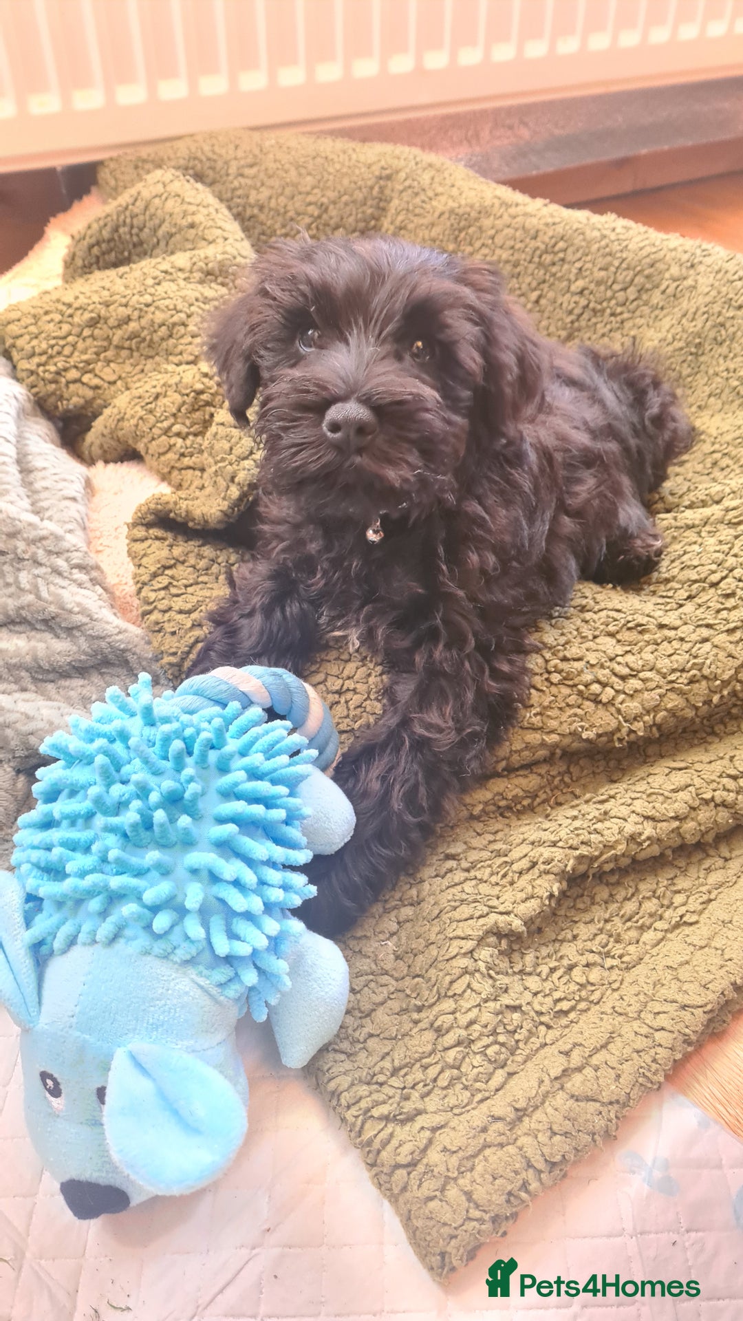 Miniature Schnauzer dogs for stud: Black Miniature schnauzer looking for girlfirend - Advert 14