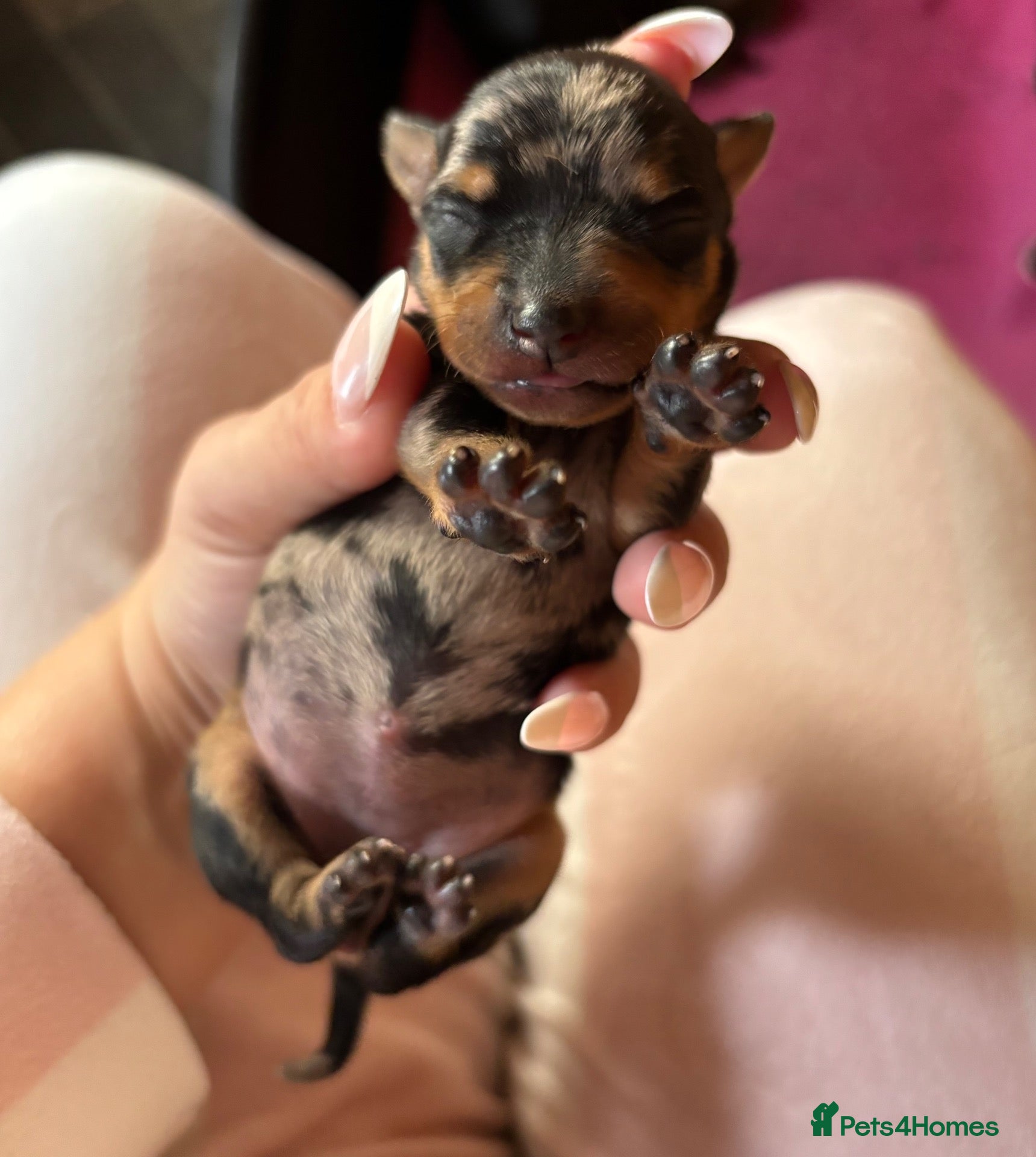 Miniature Pinscher dogs Stunning Rare Merle miniature pincher puppy’s - Advert 1