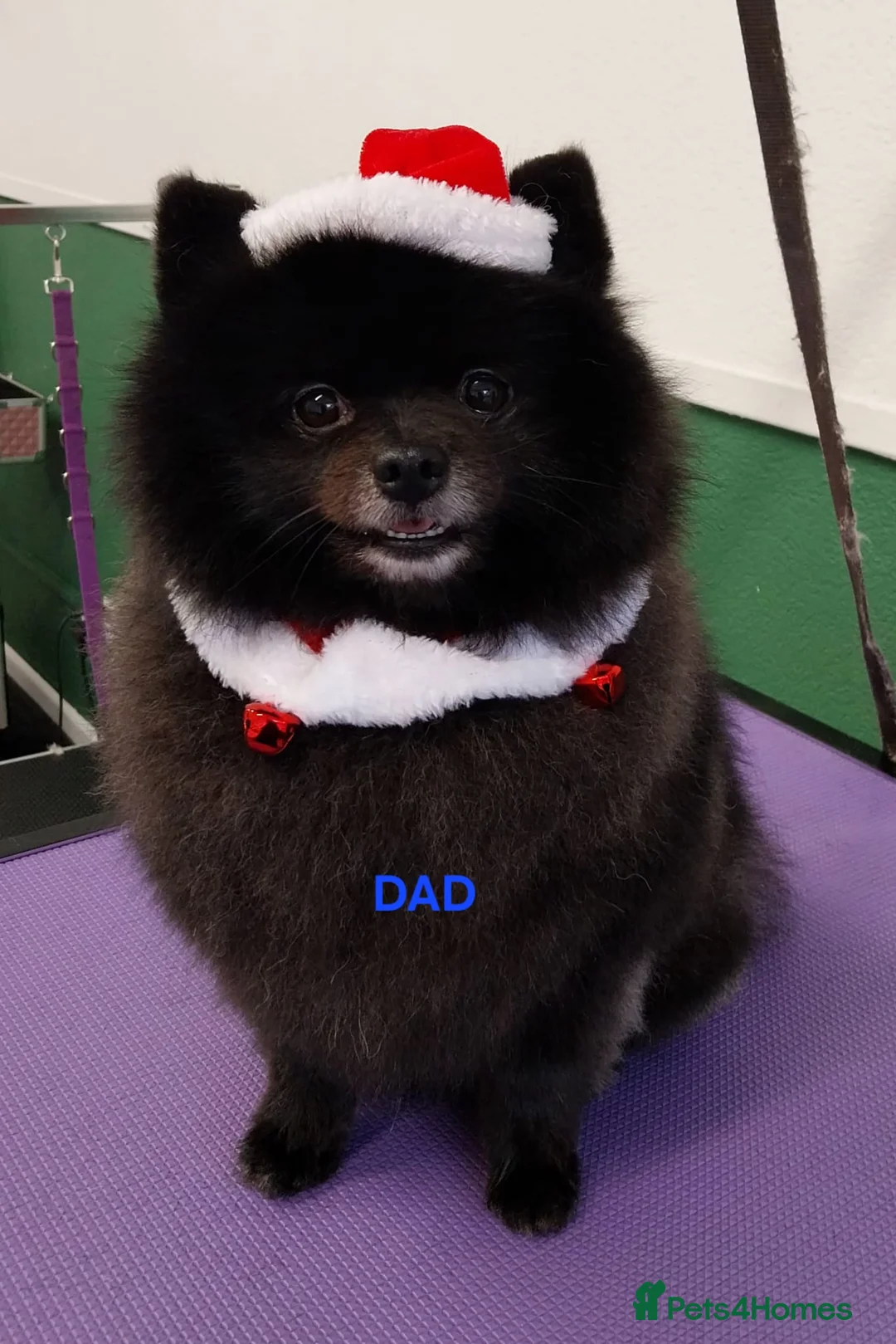 Pomeranian dogs for sale: 3 KC HANDSOME POMERANIAN BOYS - Advert 30