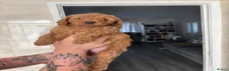 Poodle dogs for sale: Red Miniature Poodles - Advert 6