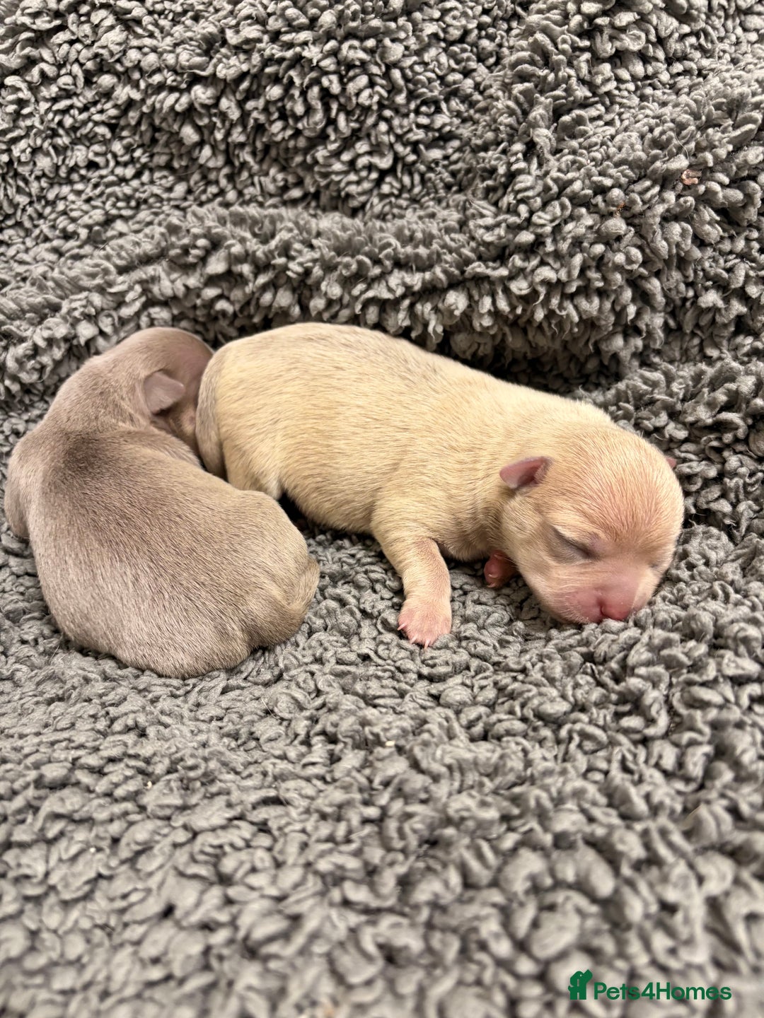 Chihuahua dogs for sale: Stunning Chihuahua Puppies!!  - Advert 9