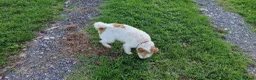 Jack Russell dogs for sale: Jack Russell Looking for a Special Home in Newton Abbot - Advert 2