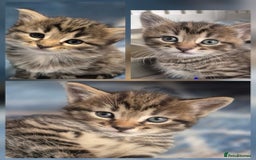 Mixed Breed cats for sale: kittens - Image 5