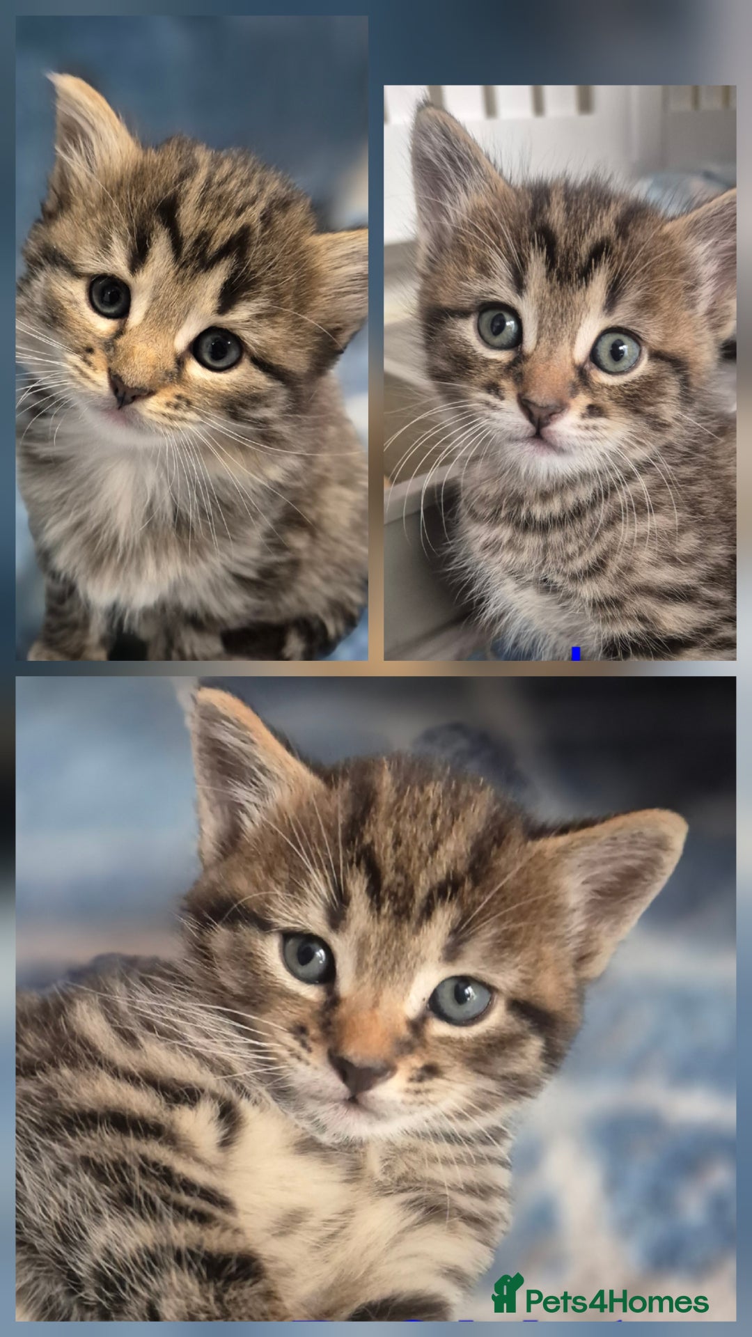 Mixed Breed cats for sale: kittens - Image 5