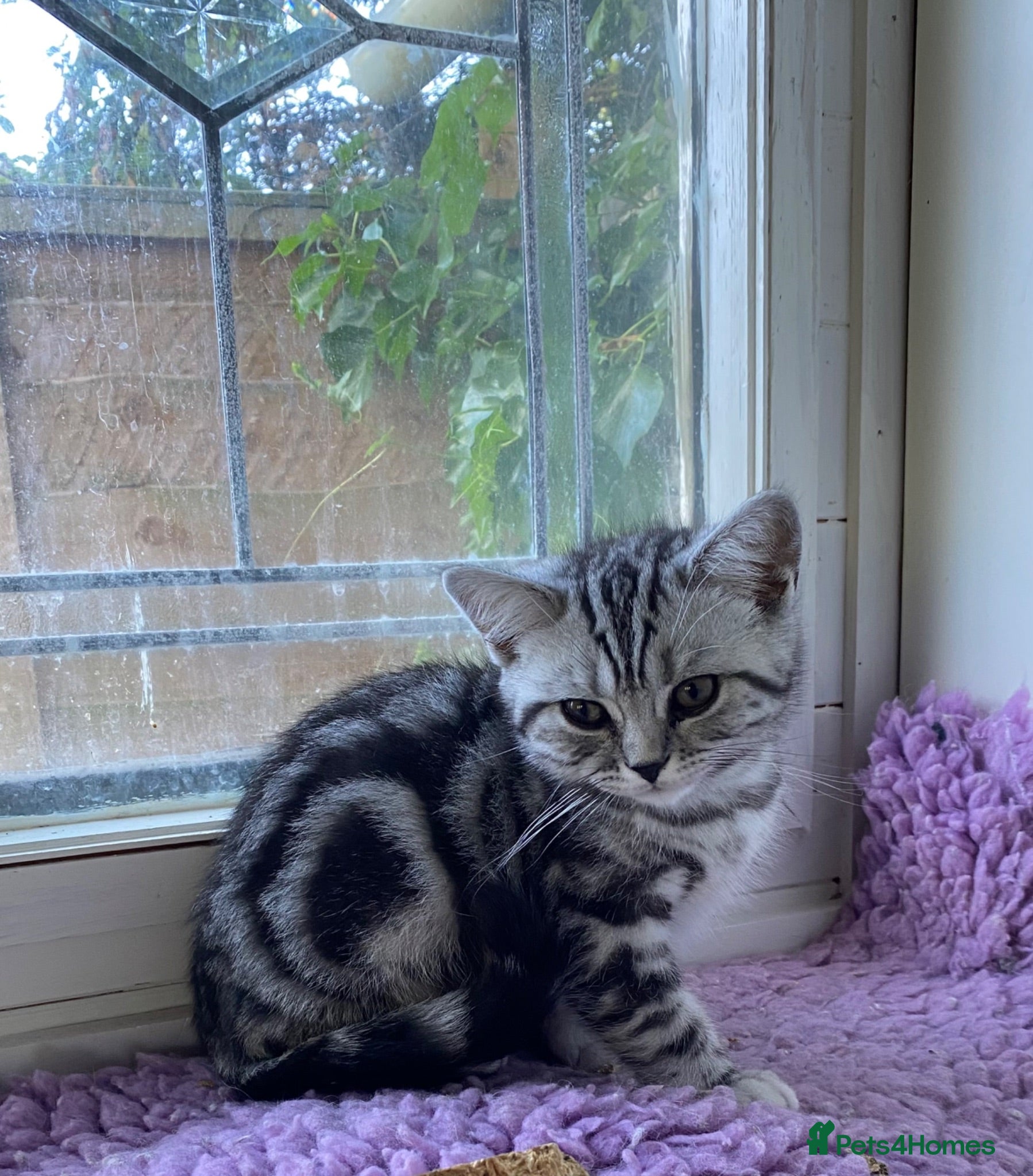 British Shorthair cats Silver Tabby British Shorthair kittebs - Advert 1