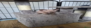Sphynx 3