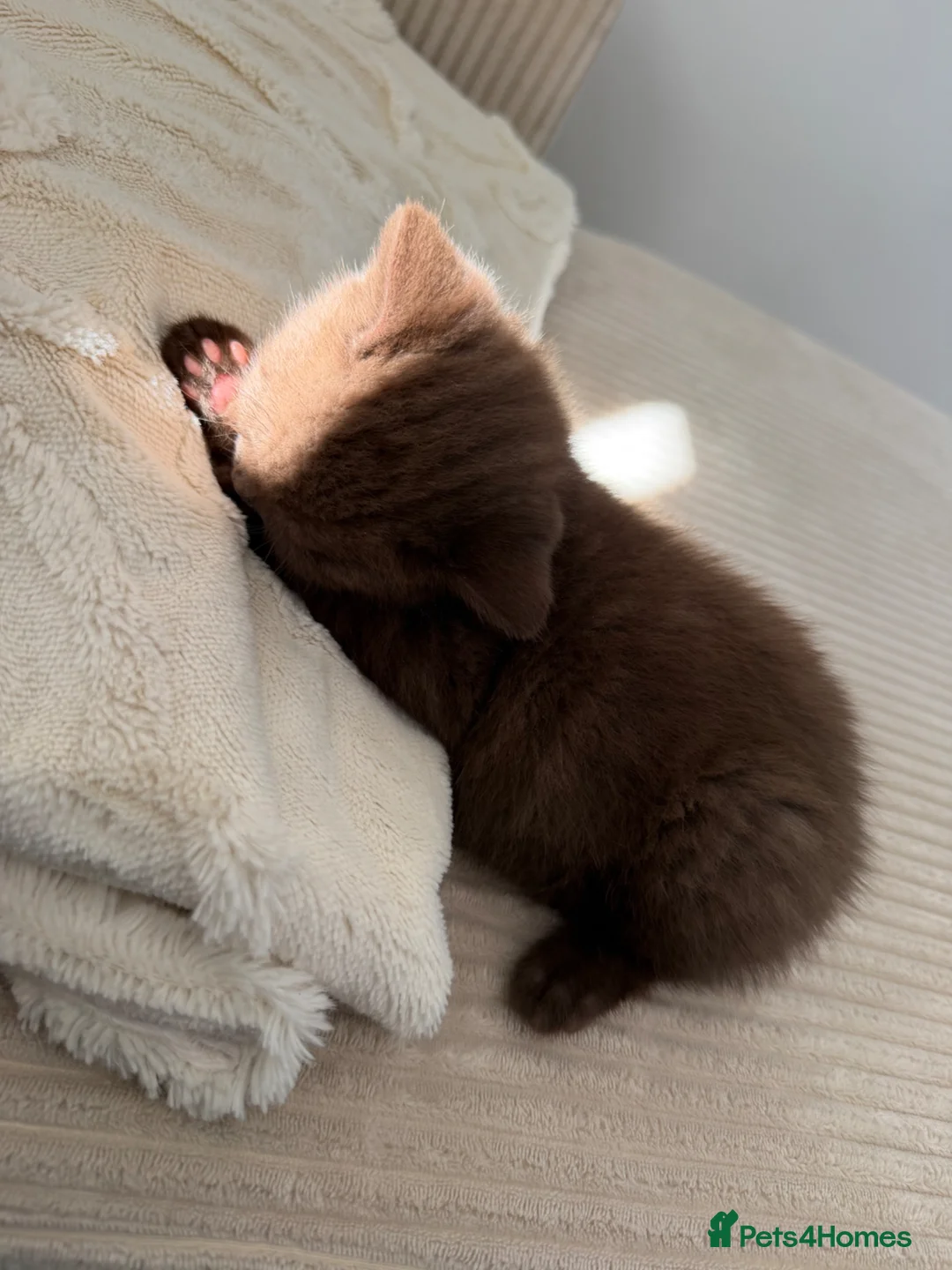British Shorthair cats for sale: Cinnamon British Short Hair Kitten  - Advert 2