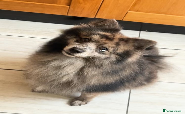 Pomsky dogs F3 pomsky  - Advert 5