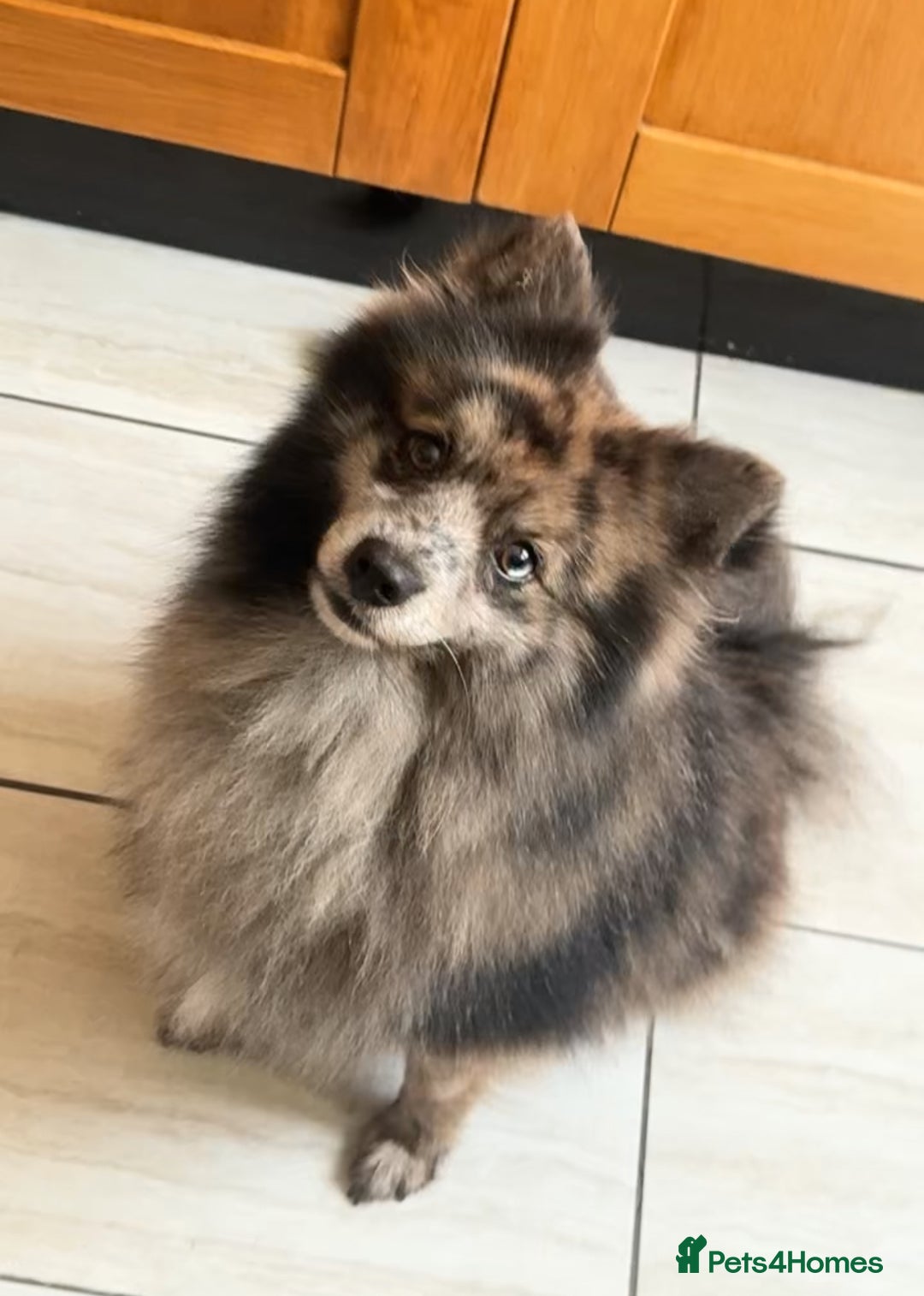 Pomsky dogs for sale: F3 pomsky  - Advert 1