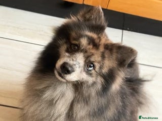 Pomsky dogs for sale: F3 pomsky - Advert 1