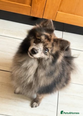 Pomsky dogs F3 pomsky - Advert 1