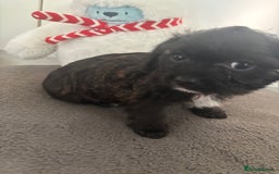 Mixed Breed dogs for sale: Shihpoo cross pups ready to leave  - Advert 2