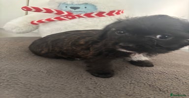 Mixed Breed dogs Shihpoo cross pups ready to leave  - Advert 8