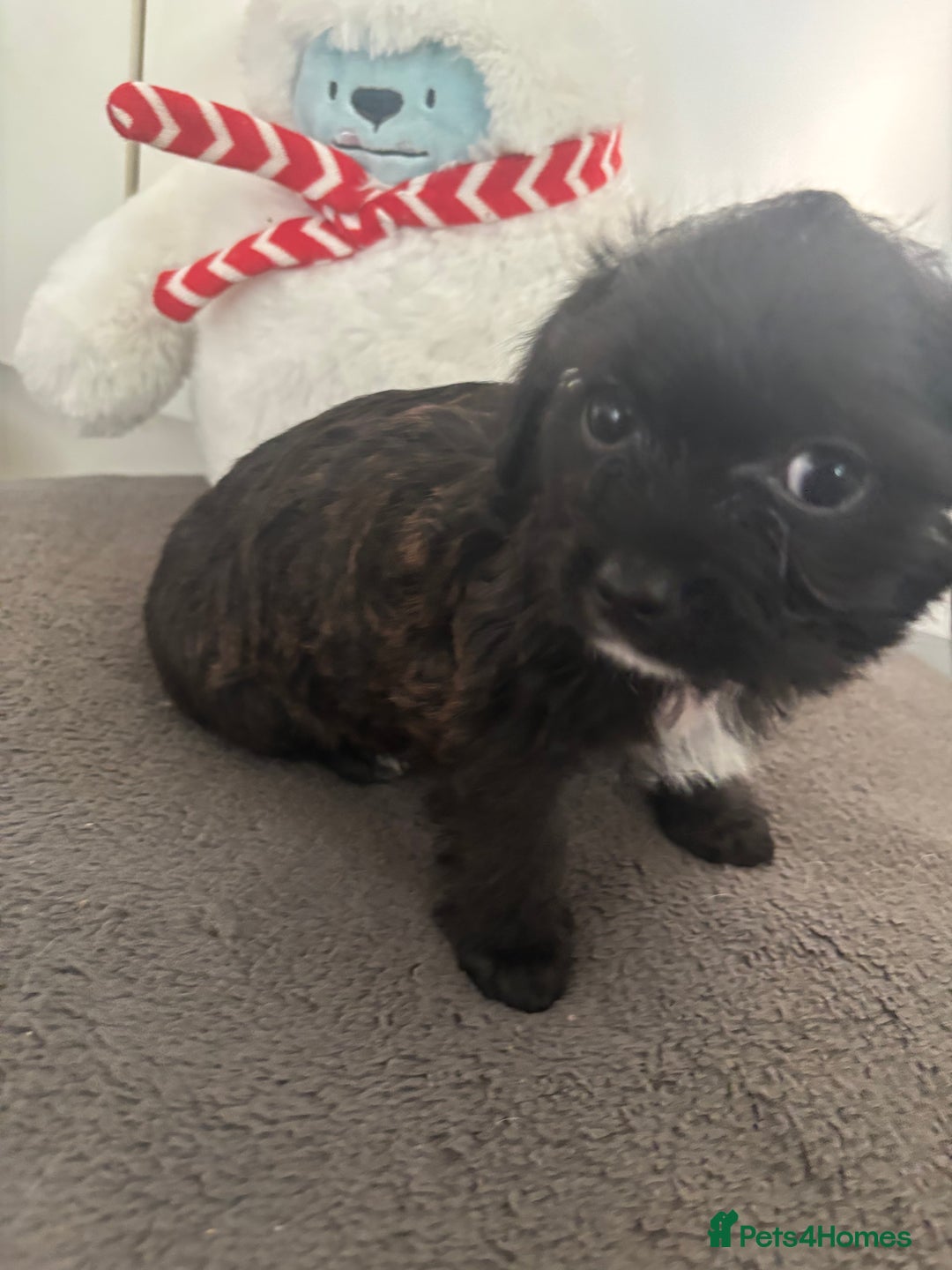 Mixed Breed dogs for sale: Shihpoo cross pups ready to leave  - Advert 2