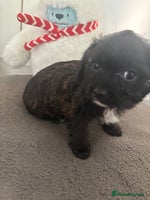 Mixed Breed dogs Shihpoo cross pups ready to leave - Advert 6