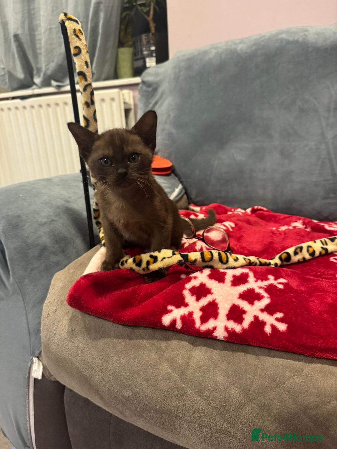 Burmese cats for sale: Burmese kittens  - Advert 2