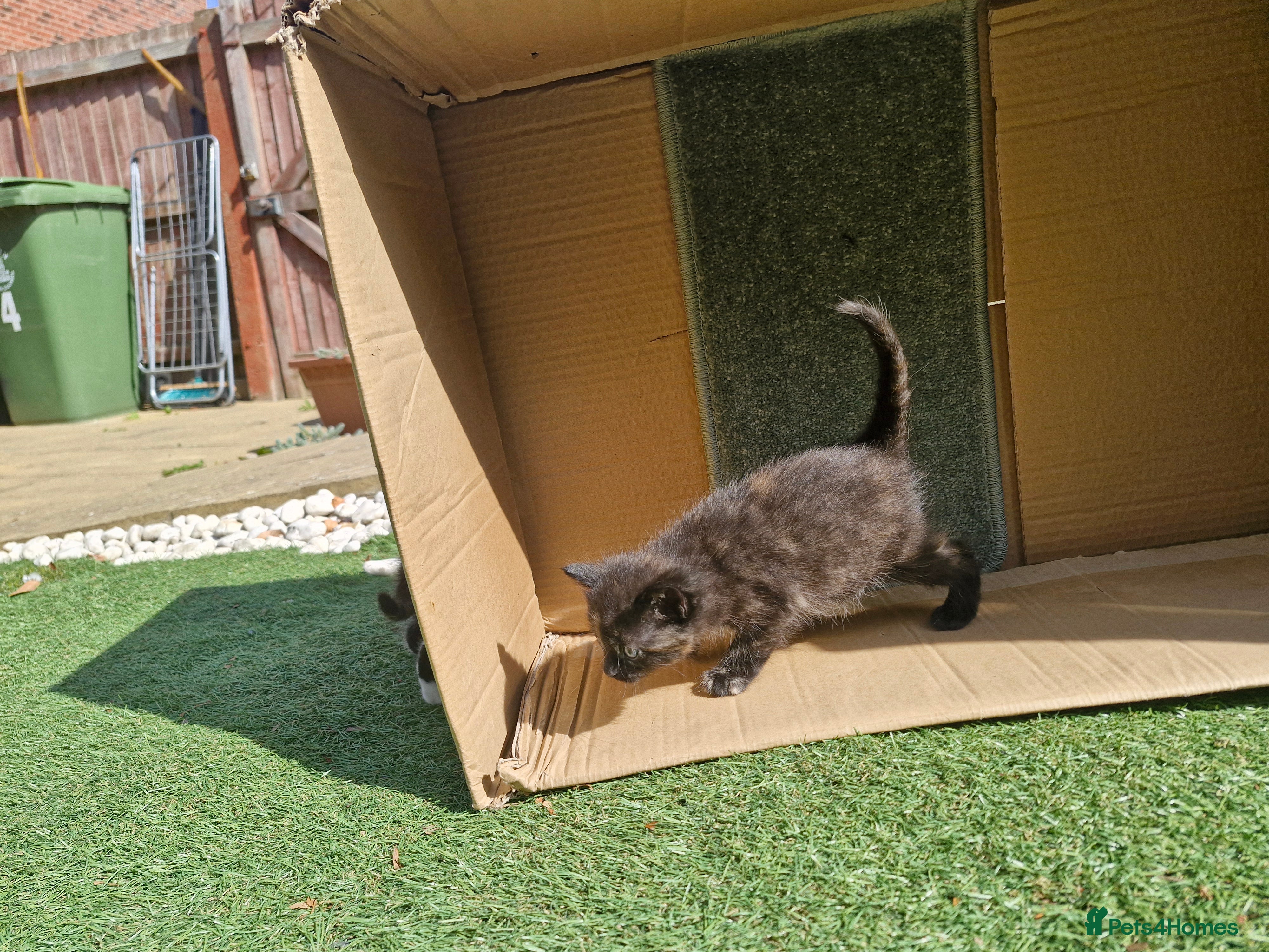 Mixed Breed cats Cute kitties are looking for a new home 🐈‍⬛ - Advert 2