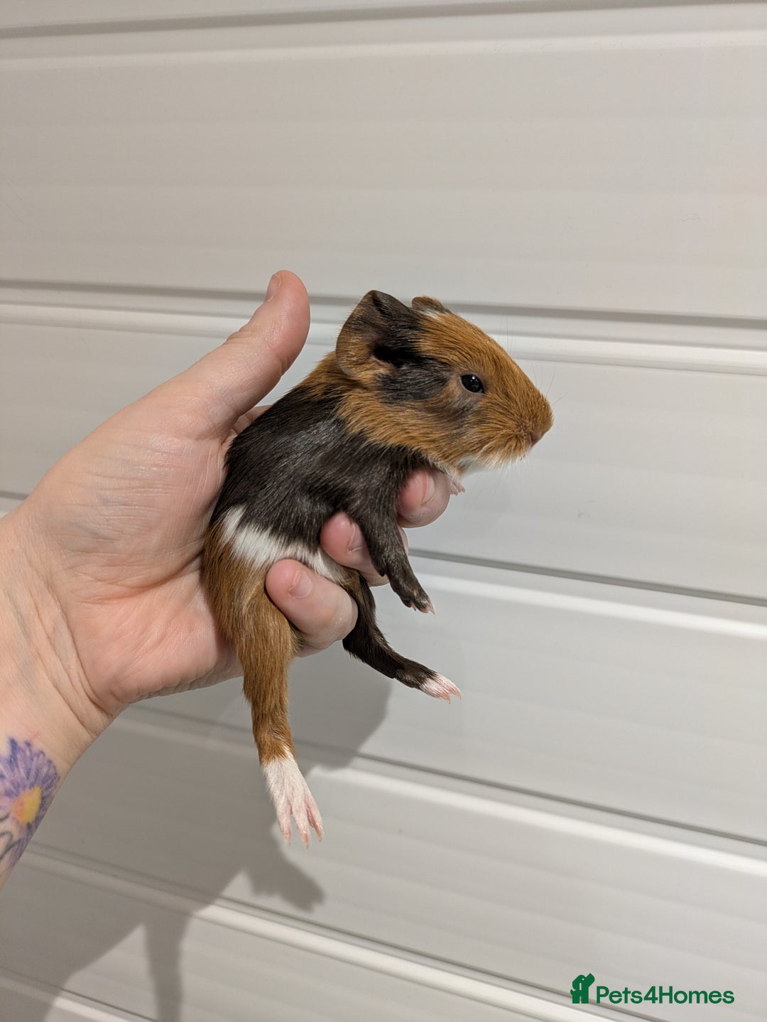 Guinea Pig rodents for sale: Guinea pigs location Dagenham Essex  - Advert 9