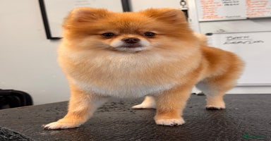 Pomeranian dogs Beautiful Pomeranian Girl  - Advert 10