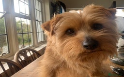 Norfolk Terrier dogs for sale: Norfolk Terrier Puppies - Image 3