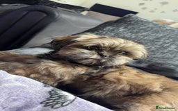 Shih Tzu dogs for sale: Make shih tzu (half imperial) - Image 1
