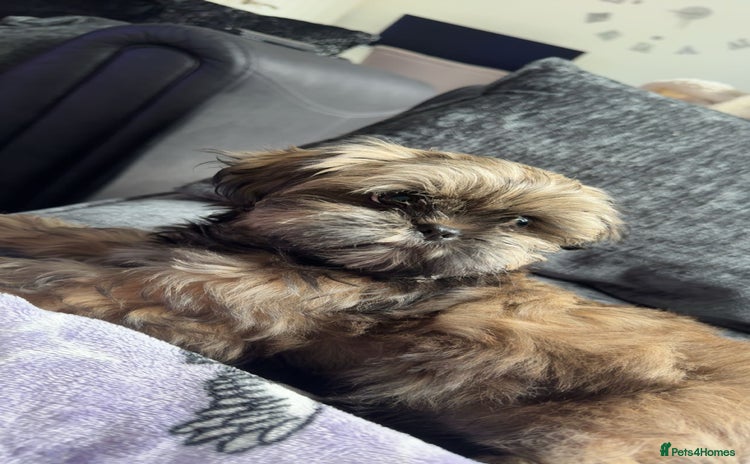 Shih Tzu dogs - Advert 2