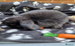 Mini Lop rabbits for sale: 2x Male Mini Lop bunnies - Image 1