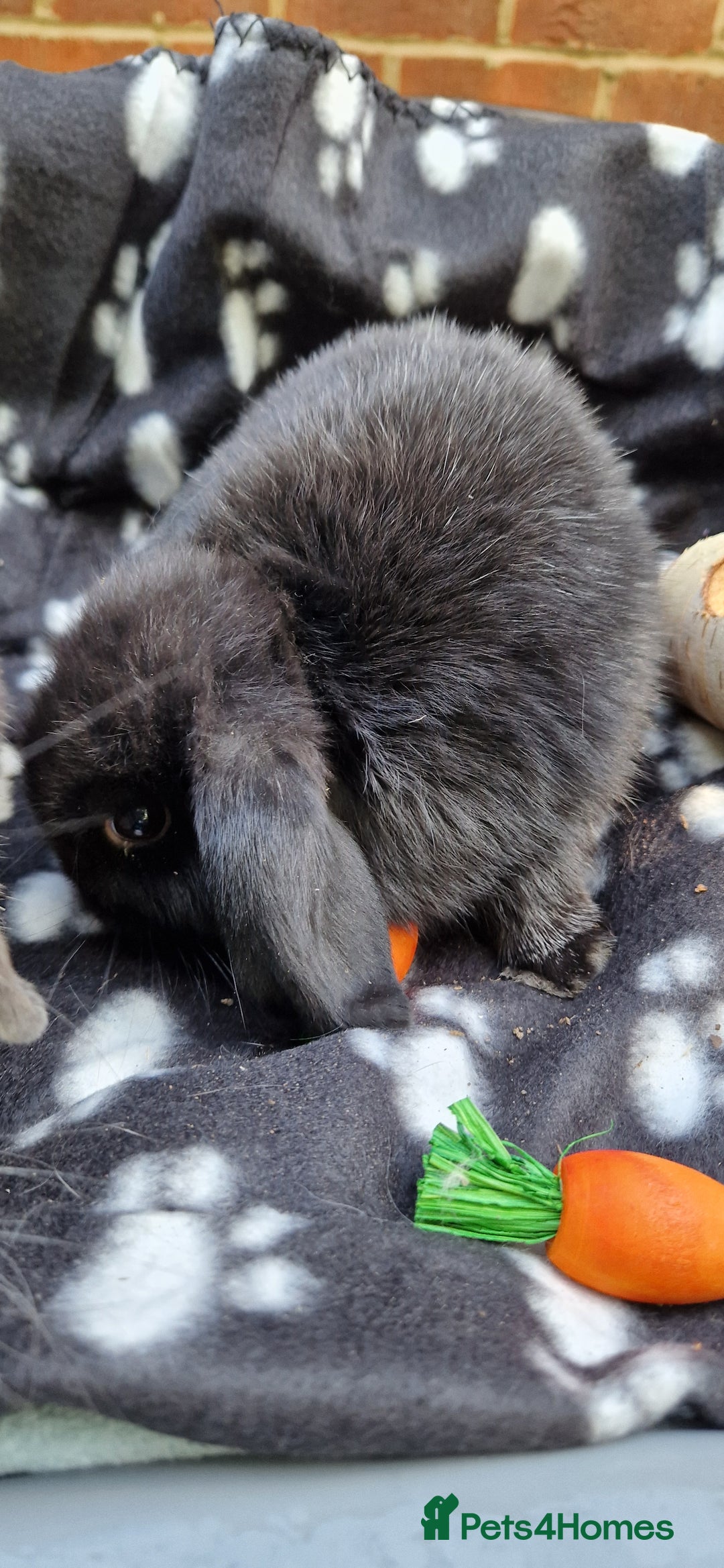 Mini Lop rabbits for sale: 2x Male Mini Lop bunnies - Image 1