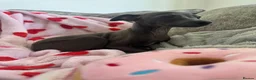 Italian Greyhound dogs for sale: KC Italian greyhound puppies 🏡 ready now - Advert 24
