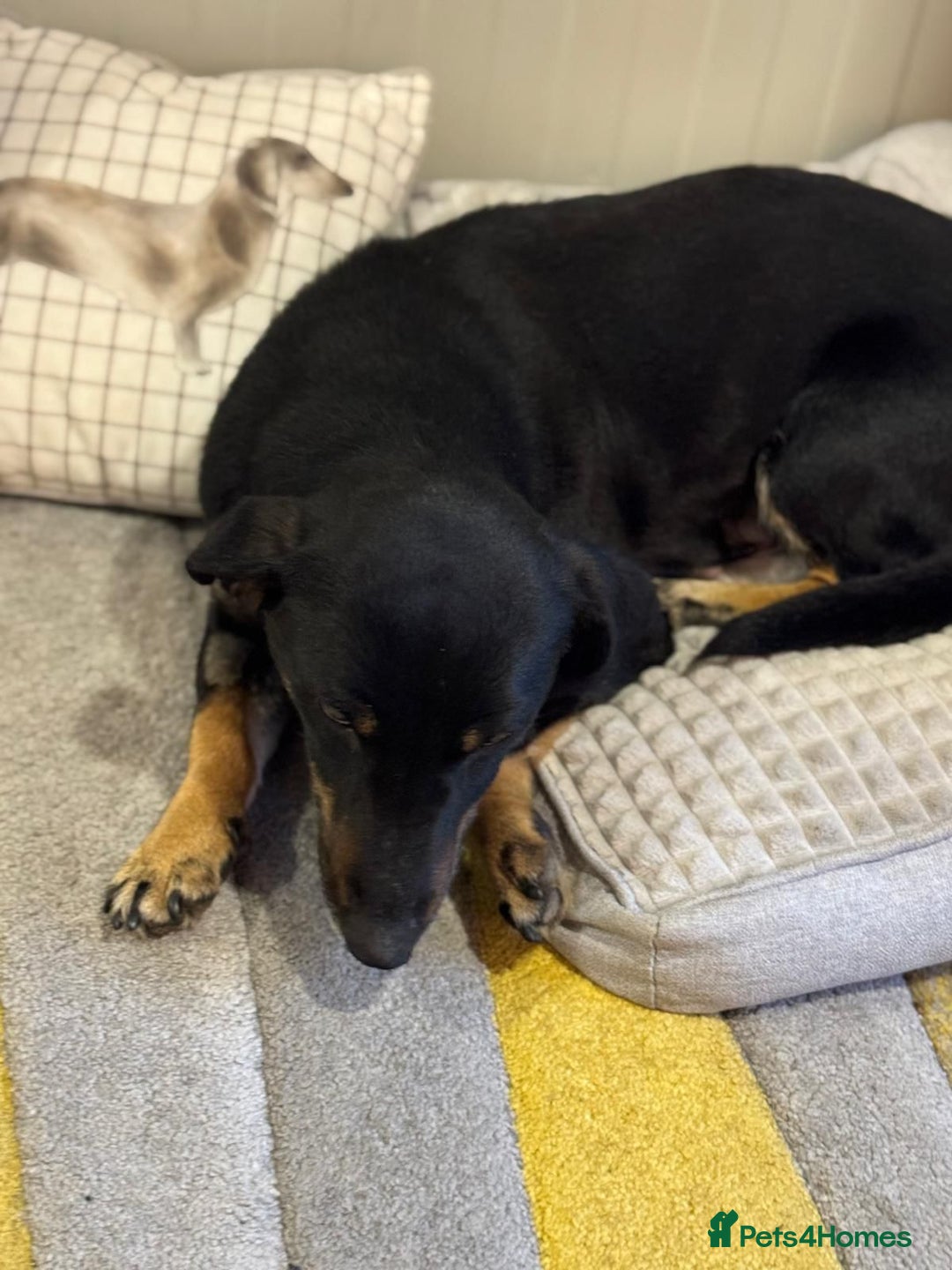 Mixed Breed dogs for adoption: Beautiful Ember looking for love - Advert 12