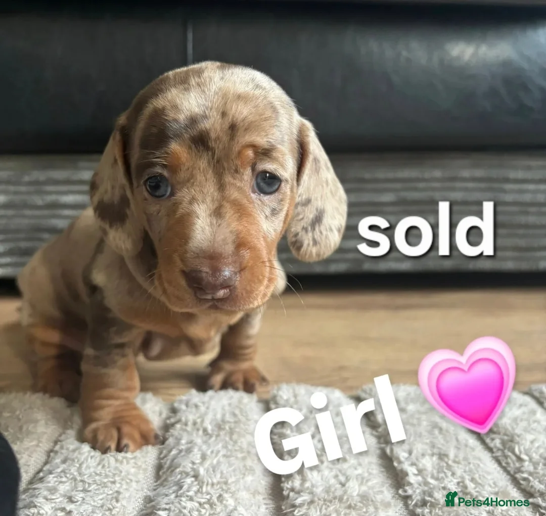 Miniature Dachshund dogs for sale: Miniature Dachshunds  - Advert 10