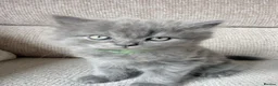 Scottish Fold cats for sale: Beautiful Scottish Fold Kittens 🐾 in Huntingdon - Advert 28