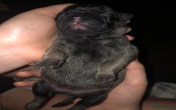 Pug dogs for sale: Pug puppies - Image 27