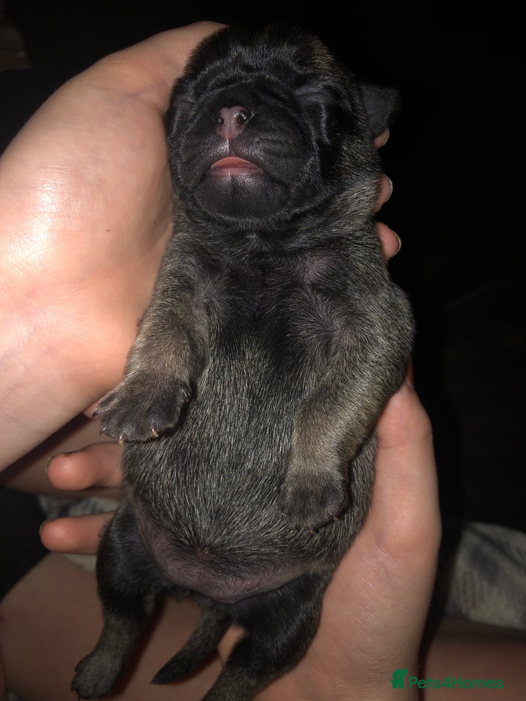 Pug dogs for sale: Pug puppies - Image 27