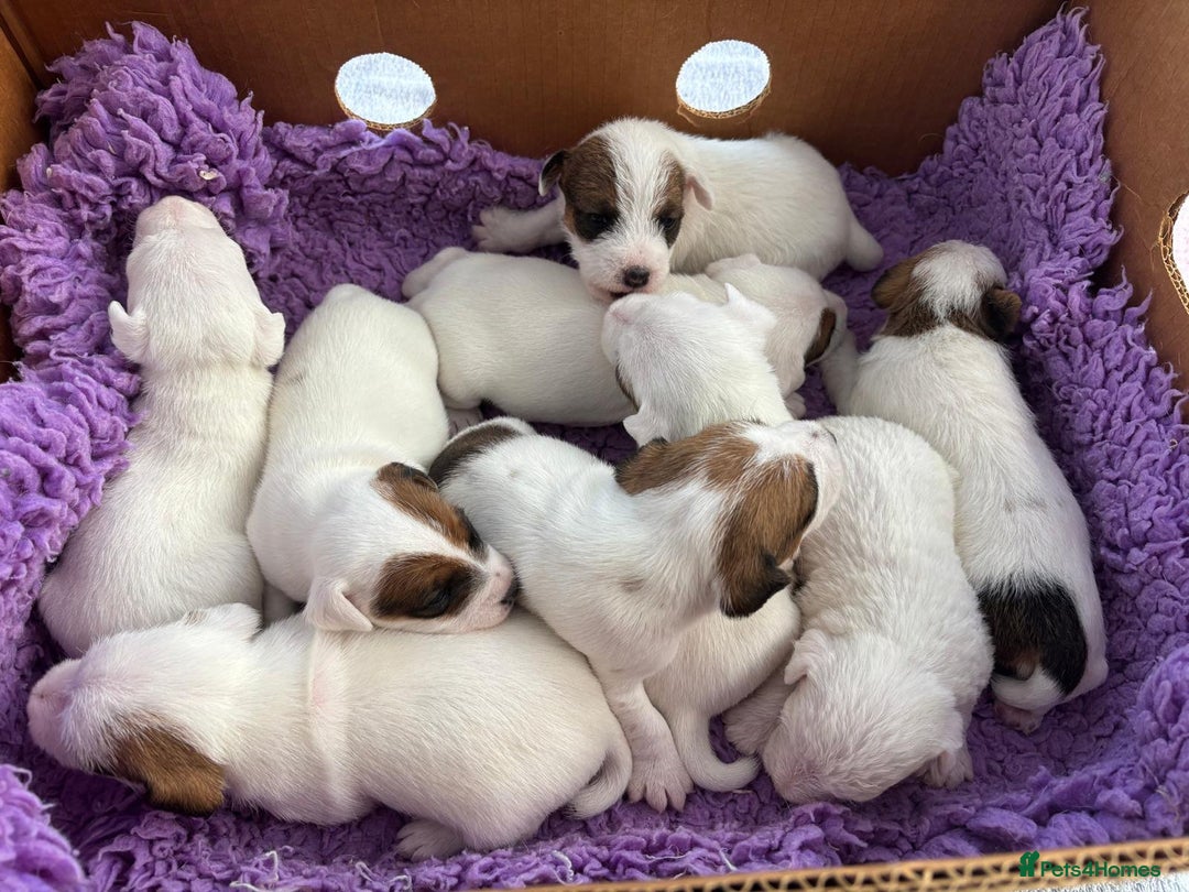 Parson Russell dogs for sale: Quality Parson Russell terrier pups - Image 1