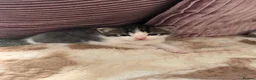 Mixed Breed cats for sale: Ragdoll mixed breed kittens for sale  - Advert 5