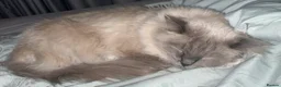 Ragdoll cats for sale: Adult Male Ragdoll Cat - Advert 5